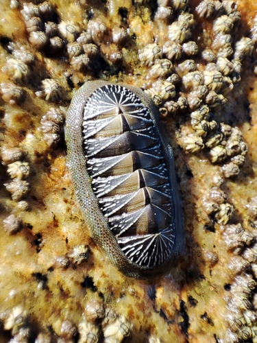 Chiton albolineatus