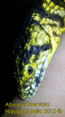 Abronia taeniata