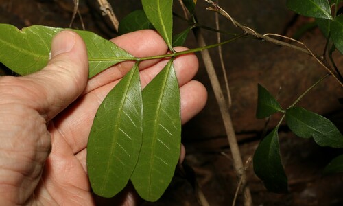 Image of Dinosperma erythrococcum by (c) Greg Tasney, some rights reserved (CC BY-SA)