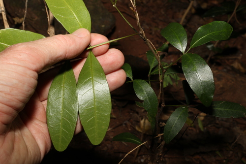 Image of Dinosperma erythrococcum by (c) Greg Tasney, some rights reserved (CC BY-SA)