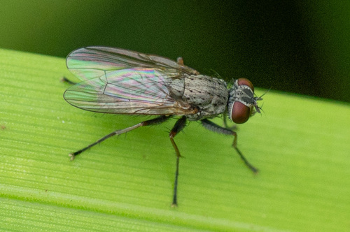 Lispe pygmaea, 2022-07-17
