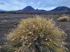 Bristly Wallaby Grass (Rytidosperma setifolium)
