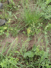 Crotalaria globifera