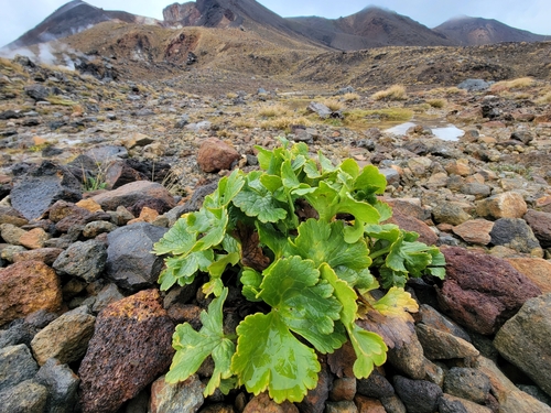 Image of Ranunculus nivicola by no rights reserved