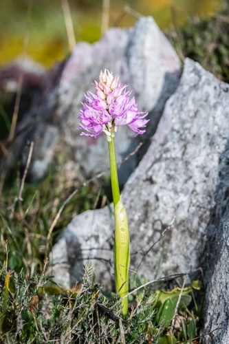 Naked-man Orchid