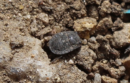 Gelastocoridae