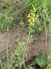 Crotalaria globifera