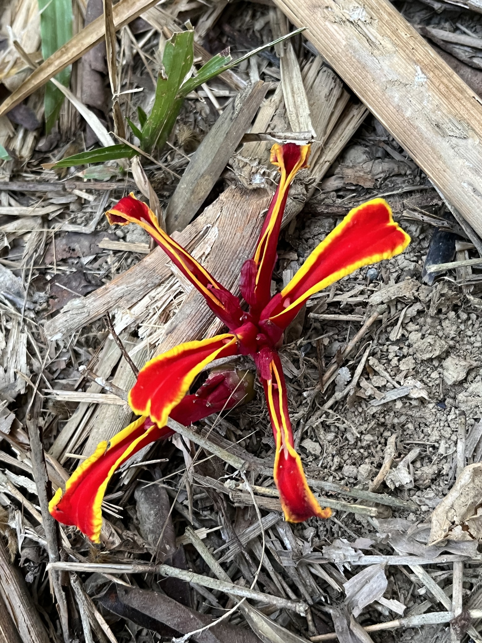 Etlingera megalocheilos — ảnh 2