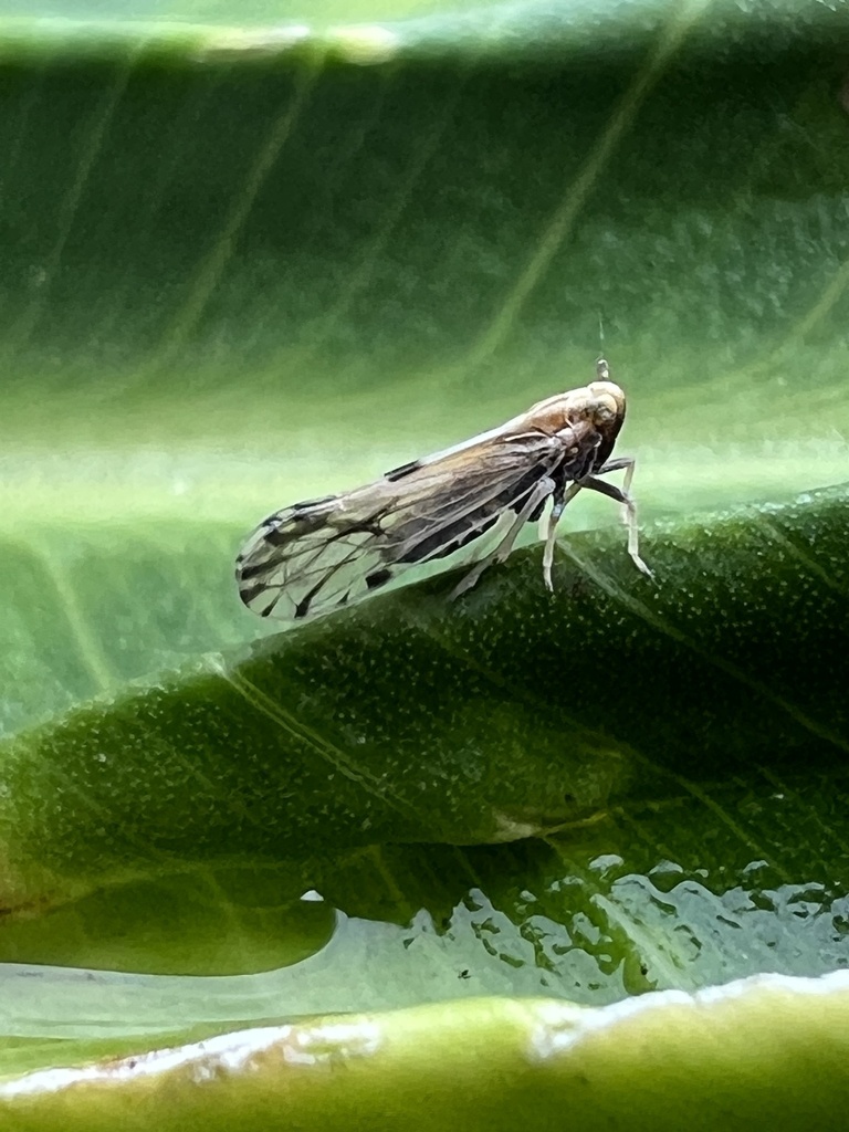 Maize planthopper