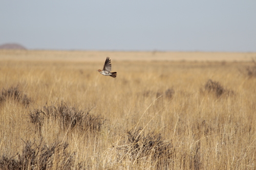 Red Lark (Calendulauda burra), photo 3