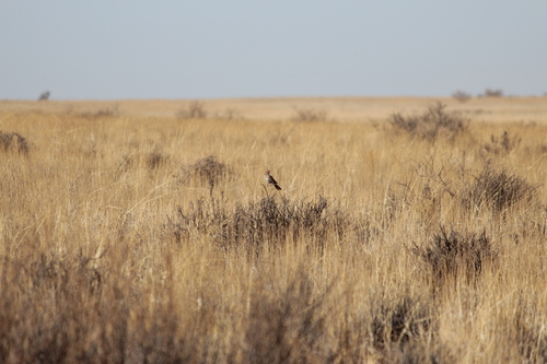 Red Lark (Calendulauda burra), photo 4