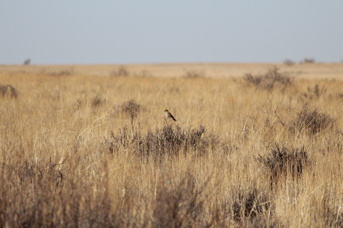 Red Lark (Calendulauda burra), photo 5