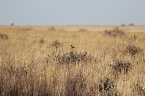 Red Lark (Calendulauda burra), photo 6