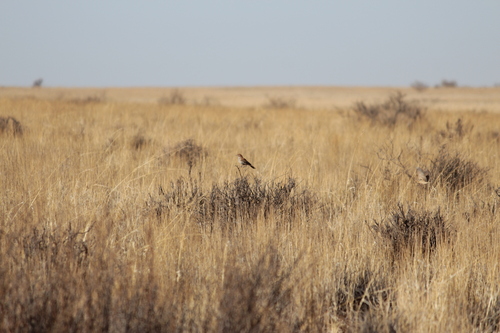 Red Lark (Calendulauda burra), photo 7