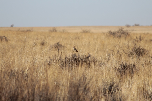 Red Lark (Calendulauda burra), photo 8