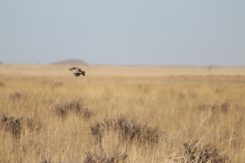 Red Lark (Calendulauda burra), photo 2