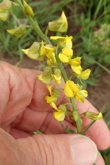 Crotalaria globifera