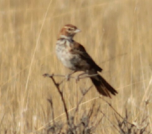 Red Lark (Calendulauda burra), photo 9