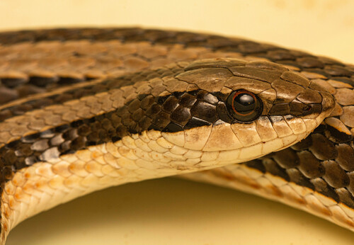 Striped Skaapsteker, Psammophylax tritaeniatus