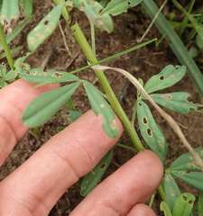 Crotalaria globifera