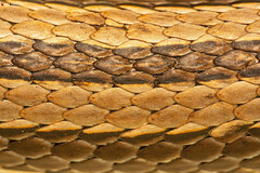 Striped Skaapsteker photo 2