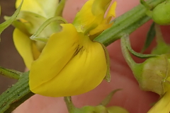 Crotalaria globifera