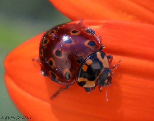 Eye-spotted Lady Beetle photographed in New Hampshire