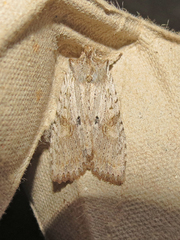 Lithophane patefacta