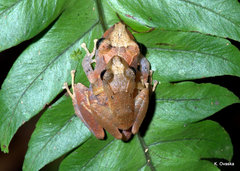 Pristimantis ockendeni