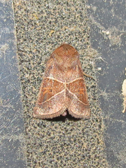 Lemmeria digitalis