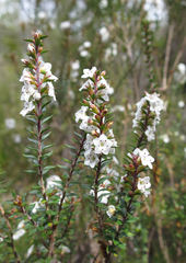 Epacris pauciflora