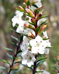 Epacris pauciflora