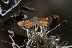 Riodinidae