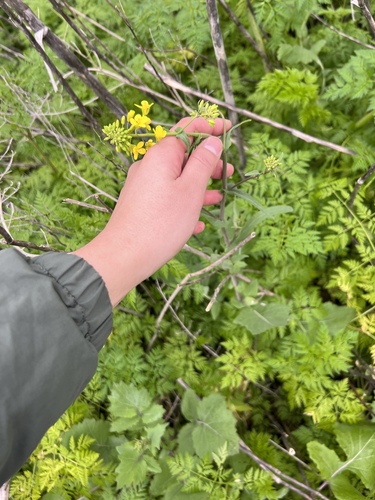 iNaturalist observation photo of Brassiceae