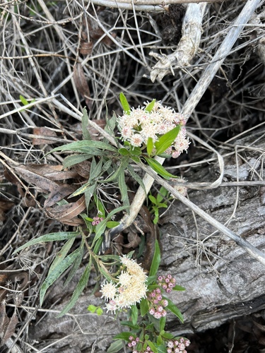 iNaturalist observation photo of mule fat
