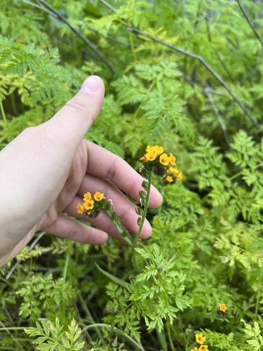 iNaturalist observation photo of Common Fiddleneck