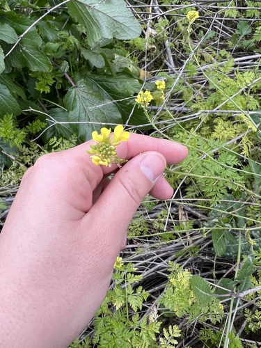 iNaturalist observation photo of Shortpod Mustard