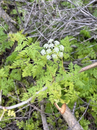 iNaturalist observation photo of poison hemlock