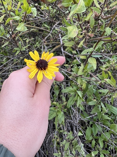iNaturalist observation photo of California brittlebush