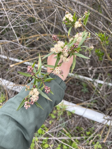 iNaturalist observation photo of mule fat