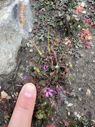iNaturalist observation photo of Redstem Stork's-bill