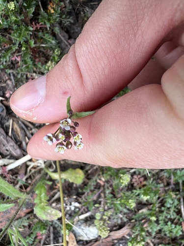 iNaturalist observation photo of shepherd's-purse