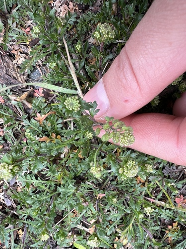 iNaturalist observation photo of Pepperweeds