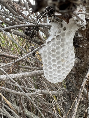 iNaturalist observation photo of Western Honey Bee