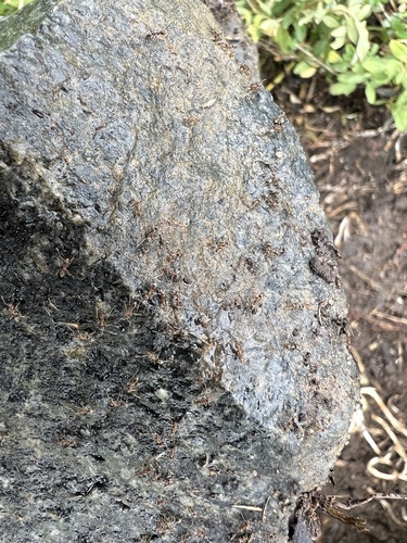 iNaturalist observation photo of Argentine Ant