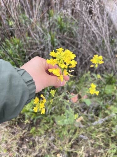 iNaturalist observation photo of field mustard