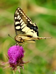 Papilio machaon