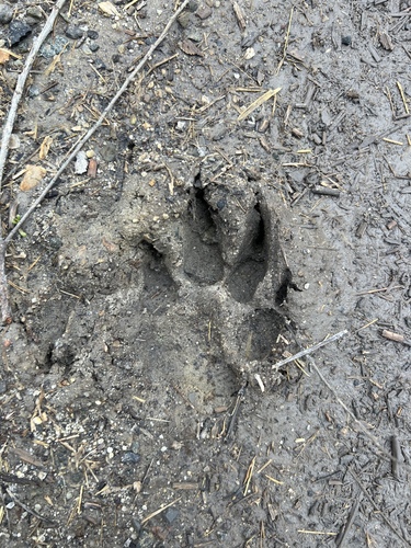 iNaturalist observation photo of Coyote