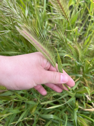 iNaturalist observation photo of wall barley