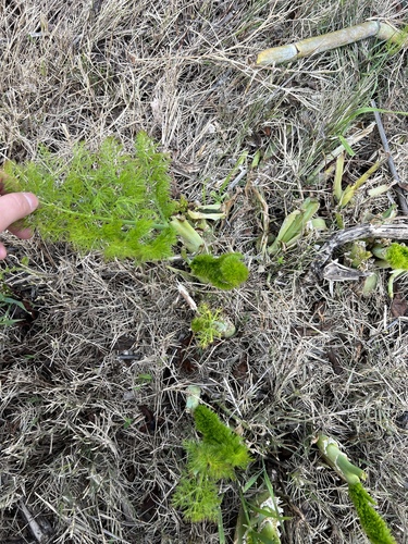 iNaturalist observation photo of fennel